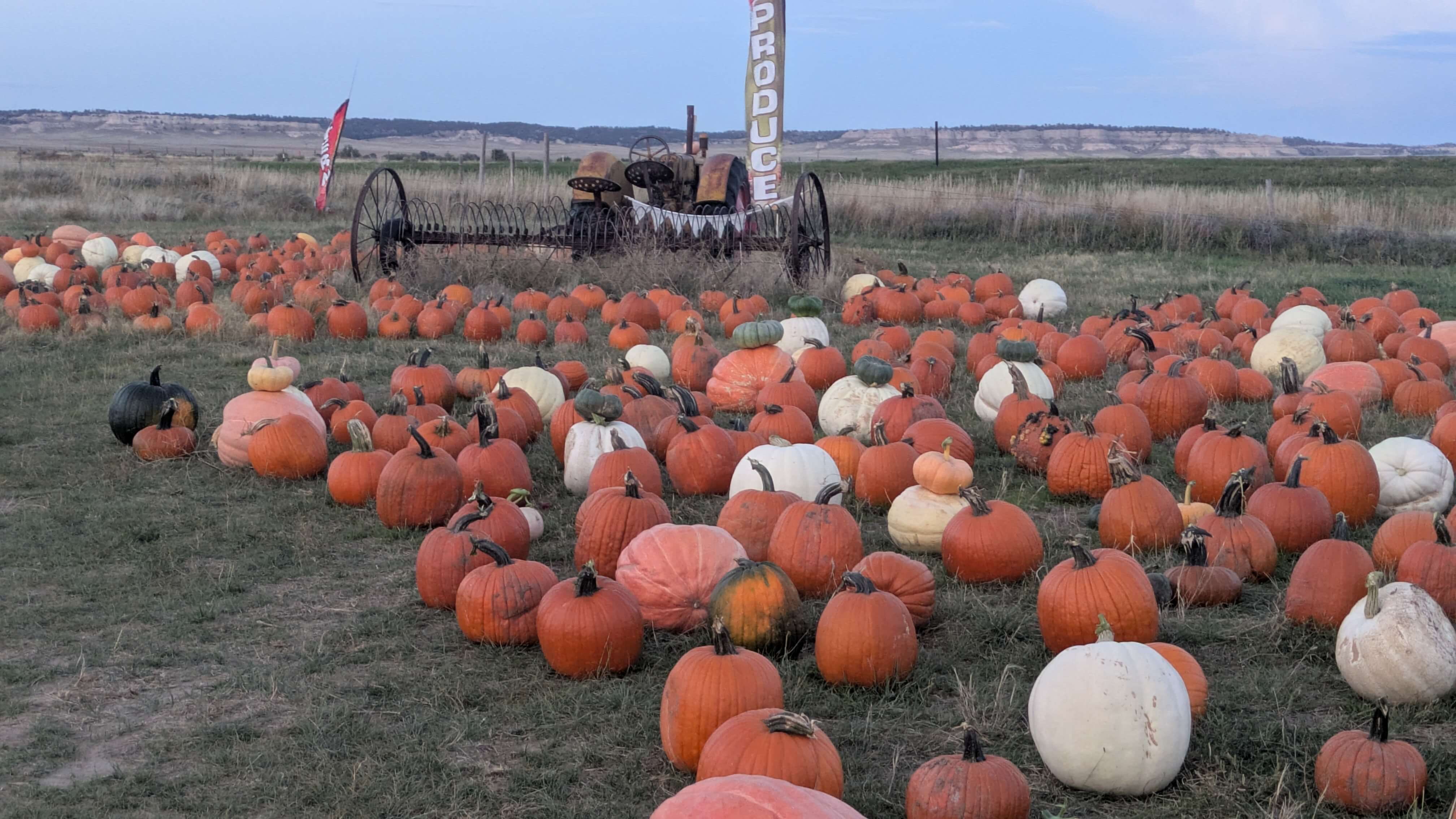 Megan's Market road side pumpkin display