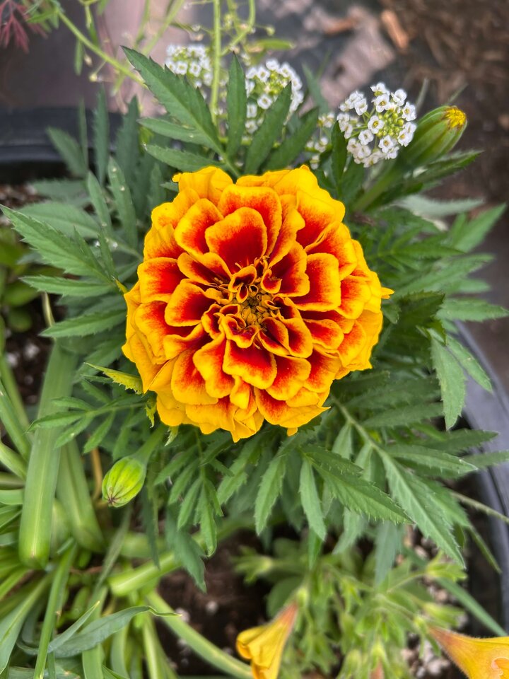 Marigold flower